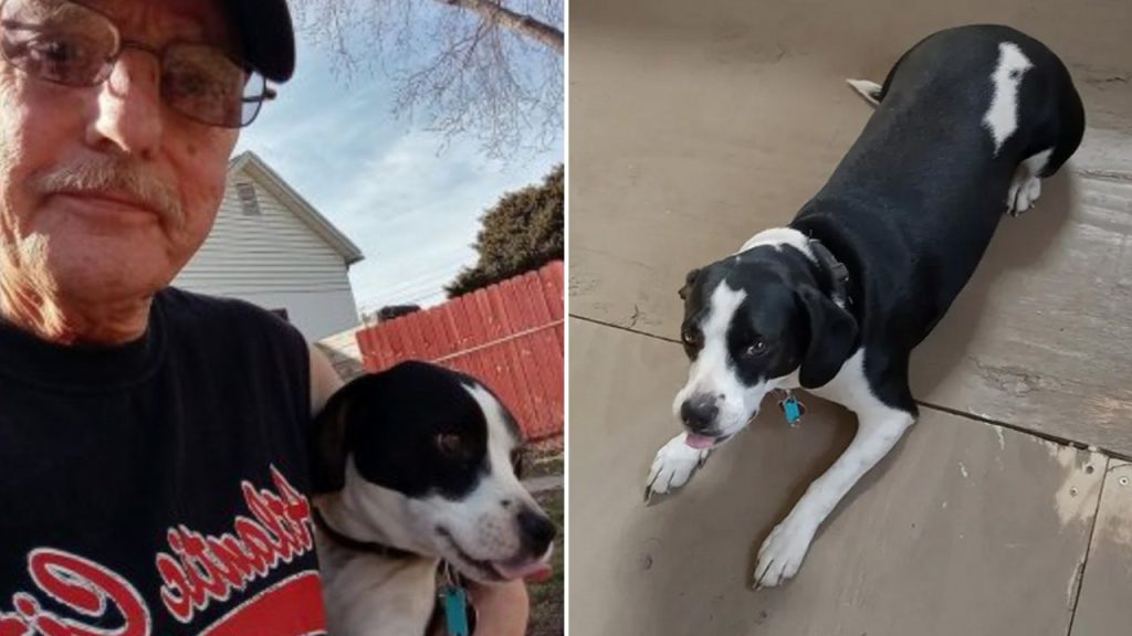 Veteran Finds Support and Companionship in Superhero-Like Dog with ‘Batman’ Markings