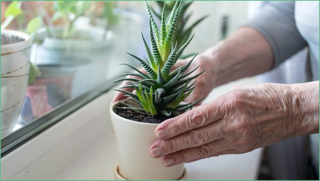 Aloe Vera Compound Could Slow Alzheimer’s, Defend Senior Health