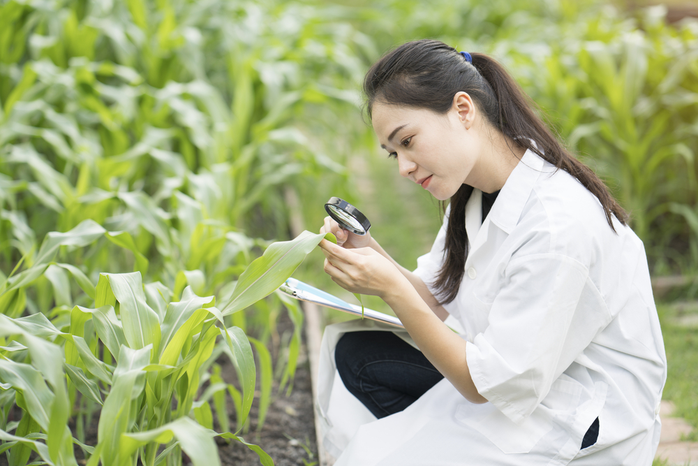 Buy Darling Ingredients Stock Now, Renewable Diesel Tailwinds