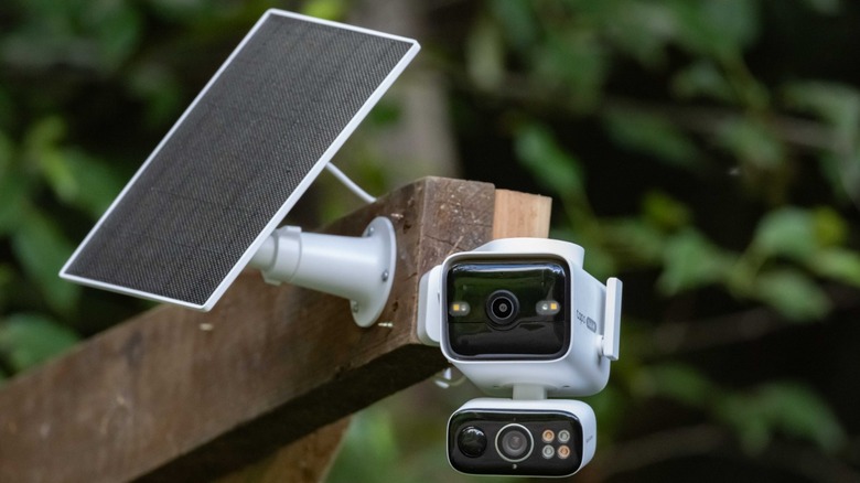 The TP-Link Tapo C675D mounted in a tree.