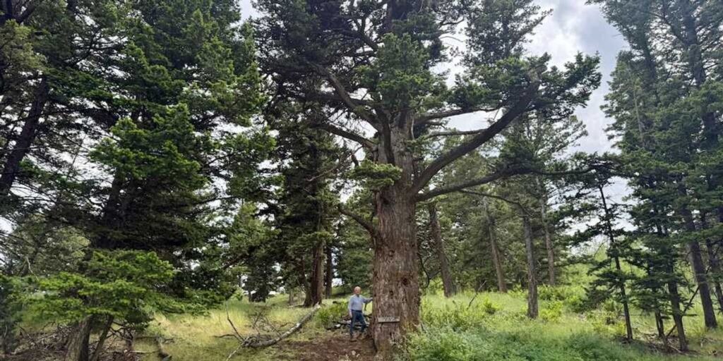 Montana Douglas Fir Survives 600 Years, Anchors Generations
