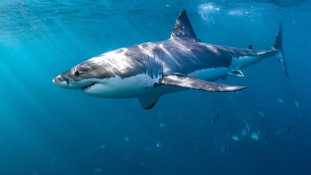 Experts Share 6 Ways To Reduce Shark Bite Risk