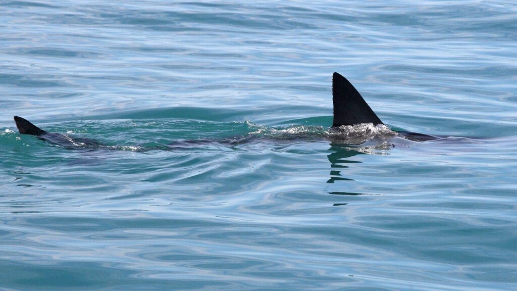 ER Doctor Shares Shark Bite Survival Tips, Stop Bleeding Fast
