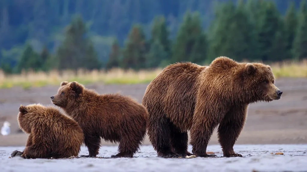 Wyoming Takes Back Grizzly Bear Management As Federal Rule Shifts