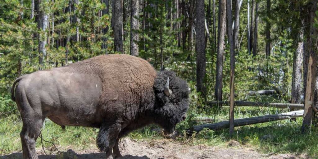 Yellowstone Bison Debate Grows In Wyoming Politics
