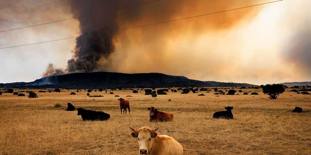 Canada Ranchers Push Back On Climate And Wildfire Claims