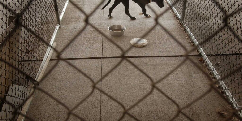 Texas Pit Bull Attack Caught On Surveillance Video