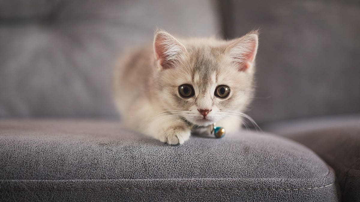 Image of kitten wearing collar on couch