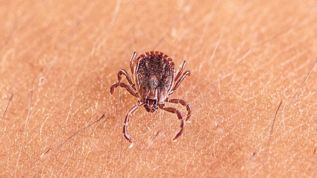 Scientists Discover New Tick-Borne Virus In Thousands Of Patients