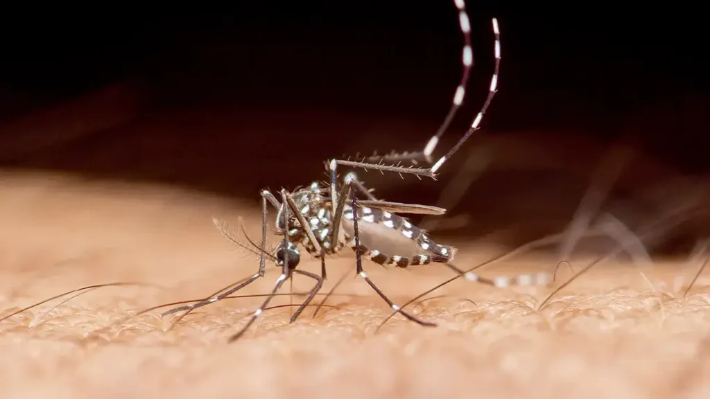 Florida Records First Dengue Death, Officials Warn of Rising Risk
