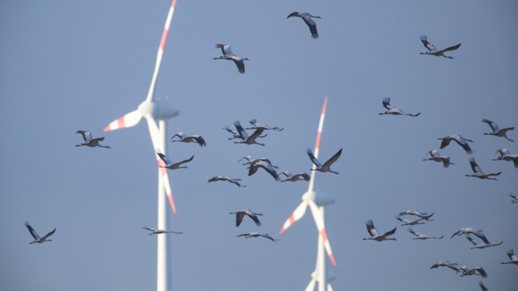 How Wind Turbines Are Becoming Safer For Birds