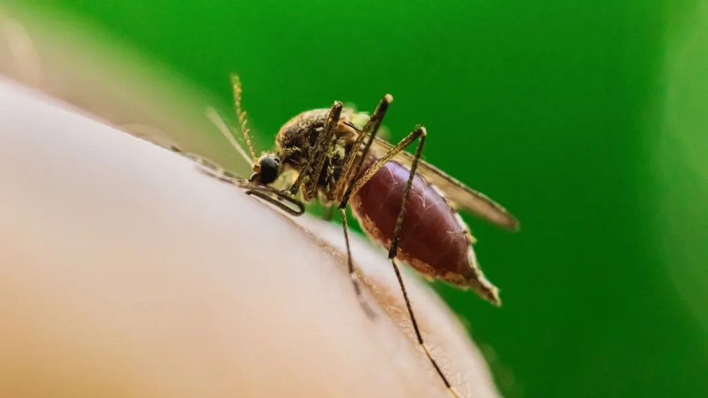 Chicago Reports First West Nile Death As Cases Spread
