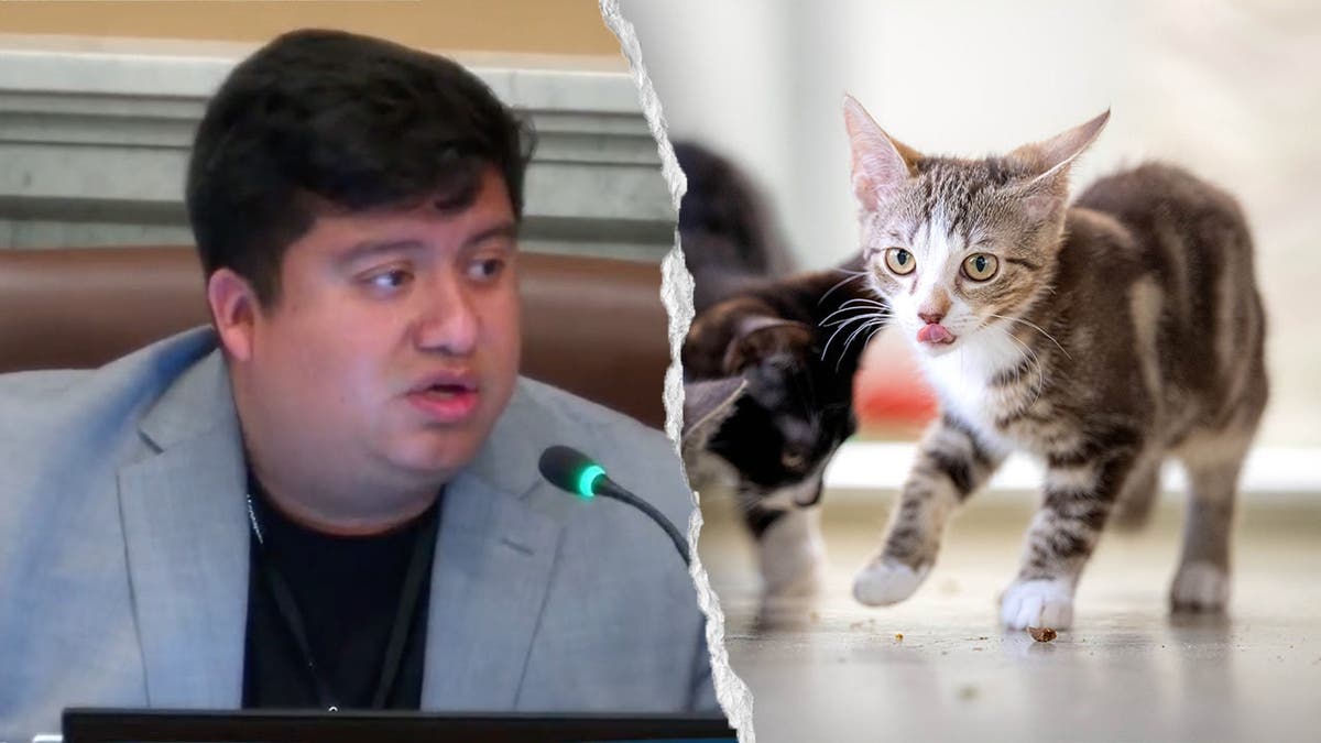 Chavez and cats